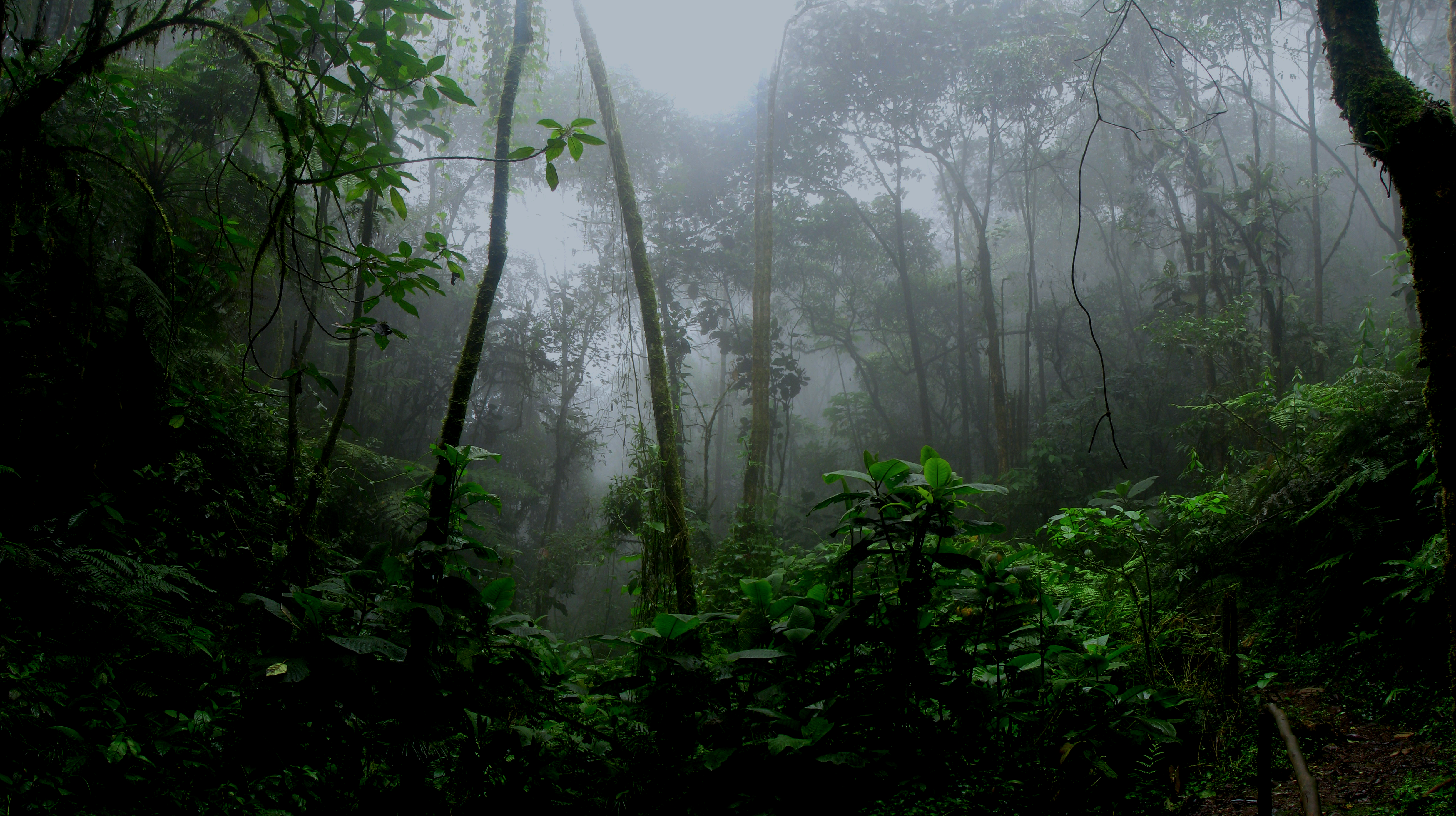 jungle